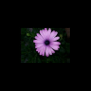 Meet your Posher, Liz